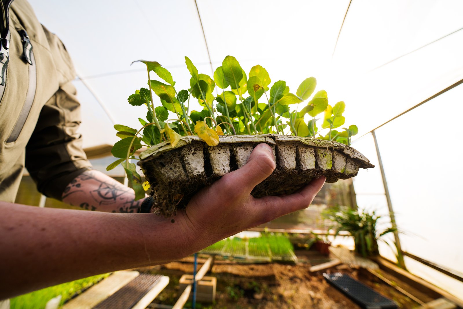 Detalhe técnico de mudas para cultivo